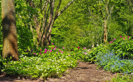 Image d'illustration pour : #2040 - Forêt-jardin, lieu de biodiversité et lien social