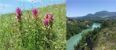 Image d'illustration pour : #2037 - FLEURS ET PLANTES DE SAVOIE réintroduites dans nos Jardins (Elles vivent autour de nous et on ne les voit plus !)
