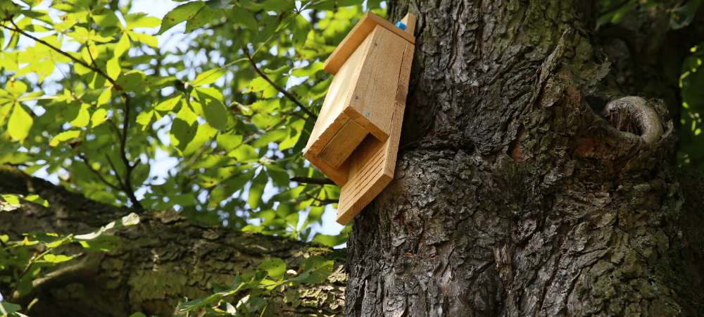 nichoir-chauves-souris-moustiques-biodiversité