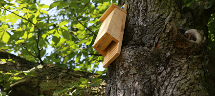 Image d'illustration pour : #2046 - Nichoirs dans nos villes pour les chauves-souris et oiseaux